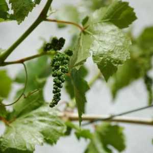 Pripremite grožđe za zimu na Uralu: šta treba učiniti da vinove loze nisu uništeni mraz