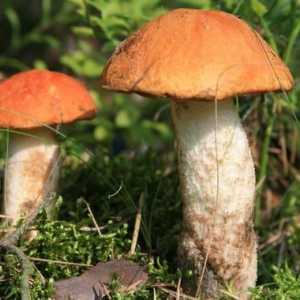 Aspen i druge pržene jela s gljivama