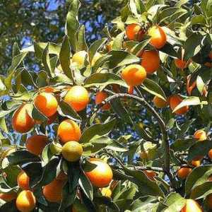 Korisni svojstva Kumquat: svestrani voće