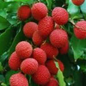 Korisni svojstva ličija - egzotičnog voća iz tropima