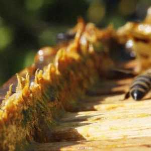 Korisni svojstva propolisa - milosti za ljudski organizam