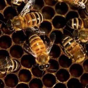 Korisni svojstva zabrus pčela