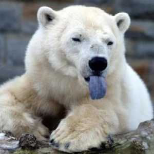 Polarni medvjed - mlađi brat mrkog medvjeda