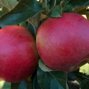 Poljski jabuke: sorte, fotografije i opis