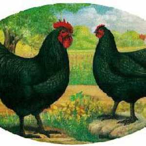 Uzgajati kokoši Australorp: opis i slike. Mesa i jaja rasa pilića