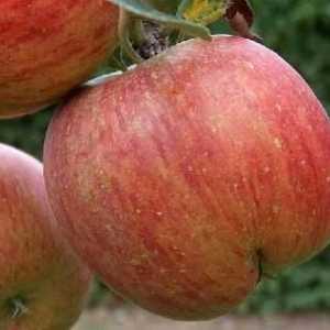 Sadnja stabala jabuke u jesen: Savjeti vrtlara