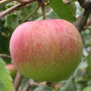 Sadnja stabala jabuke u jesen u predgrađima. Patuljak stabala jabuke za pašnjacima razred