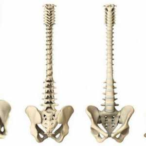Spine trbušnjaka: to je opasno ili ne?