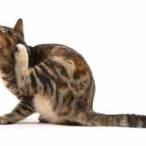 Da li je istina da su buve kod mačaka prenosi na ljude?