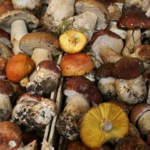 Pravila prikupljanje gljiva. Uvjeti sakupljanje gljiva za djecu