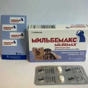 Lek "milbemaks" za pse: liječenje crijevna glista infekcija
