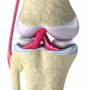 Uzroci i simptomi sinovitis koljena zajedničkog