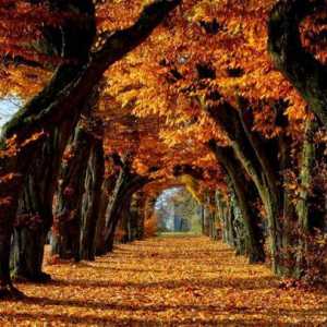 Priroda jesen: serija nevjerovatan metamorfoze
