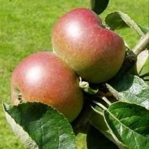 Kalemljenje jabuka u jesen: zašto i kako se to radi