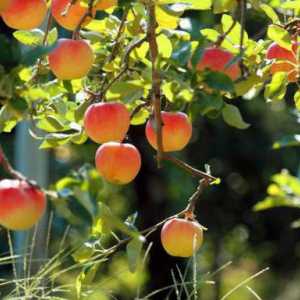 Presađivanje jabuka u ručki avgustu i druge metode