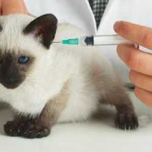 Vakcinacija mačića: brzo činjenice