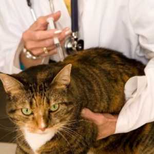 Vakcinacija mačaka: šta da radi i kada