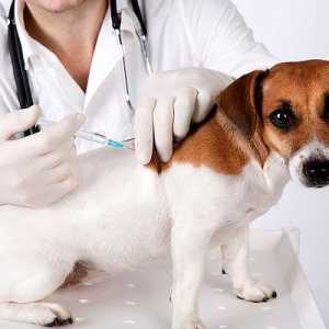 Vakcinacija štenaca do jedne godine. Vožnje štene pravilno vakcinacija protiv najopasnije bolesti