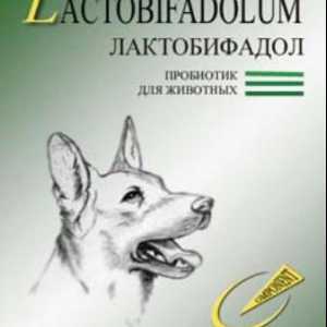 Probiotik "laktobifadola" za pse