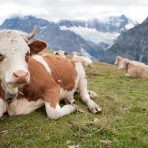 Životni vijek krave: faktora i metode za određivanje starosti