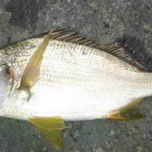 Prostipoma - neobična riba: opis, karakteristike, priprema