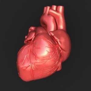 Srčani provođenja sistema: struktura, funkcija i anatomske i fiziološke funkcije