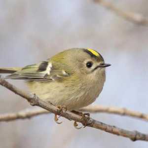 Ptica korolok žuto: opis, težina, glas i zanimljivosti