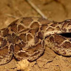 Desert zmija ffs: opis, stanište, i opasnost za ljude