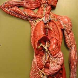 Lokacija limfnih čvorova u ljudskom tijelu (u vratu, preponama i ispod pazuha)
