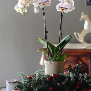 Recite nam kako da sade orhideje kod kuće. Podjela rizoma, reznice i navijam zraka djecu