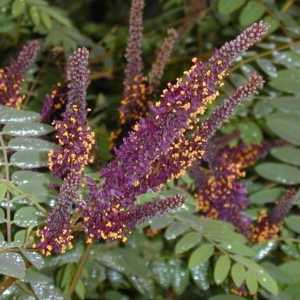 Amorpha fruticosa postrojenja i njegova primjena u medicini