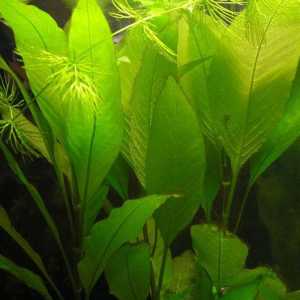 Lemongrass biljka akvarijum: njegu i reprodukciju
