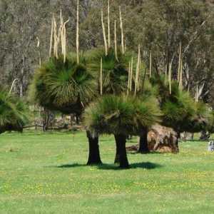Australian biljke - endemska zemlje kopna ljepote