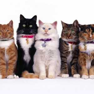 Vrste mačaka: što trebate znati o kućnim ljubimcima