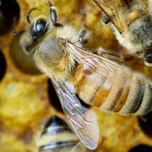 Pčelarstvo za početnike kod kuće