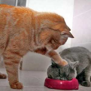 Stopa hrane za mačke - suho i mokro (2014). Najbolja hrana za mačke