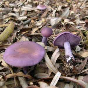 Clitocybe Nuda: jestivih i otrovnih gljiva?