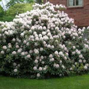Rhododendron: priprema za zimu. Osnovna pravila i savjete