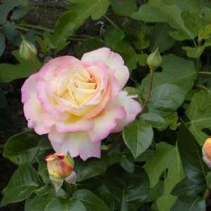 Rosa Gloria Dei: najpopularniji u istoriji cvijet
