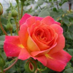 Midsummer Rose - Pride uzgajivač