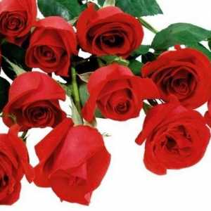 Crvene ruže - cvijeće kraljice