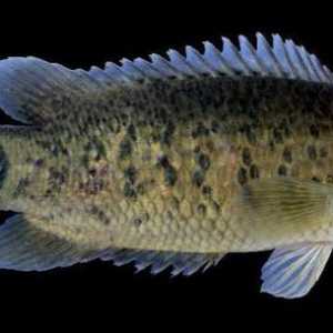 Riba Anabas: opis, karakteristike i prednosti za lice