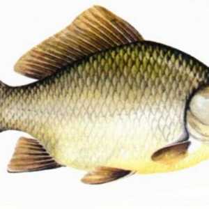 Riba šaran - navike i karakteristike