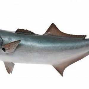 Ribe plave ribe: opis, navike i industrijski značaj