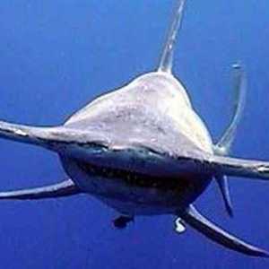 Hammerhead: Shark je bila hrana