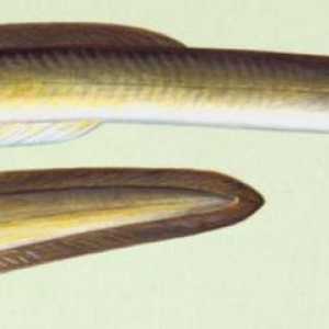 Jegulja riba: vrsta, porijeklo i način života