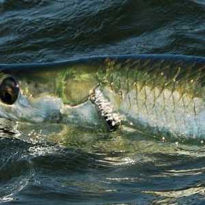Ribe Atlantic Tarpon: Značajke