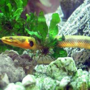 Riba-zmija, ili reedfish Calabar: Sadržaj i slike