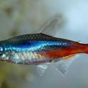 Riba neon njegu i održavanje. Neon akvarij: kompatibilnost riba
