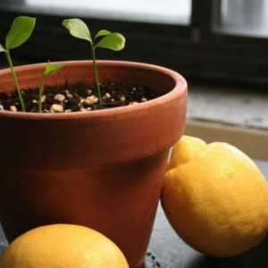 Vrt na prozor: kako da se brinu kod kuće za limun